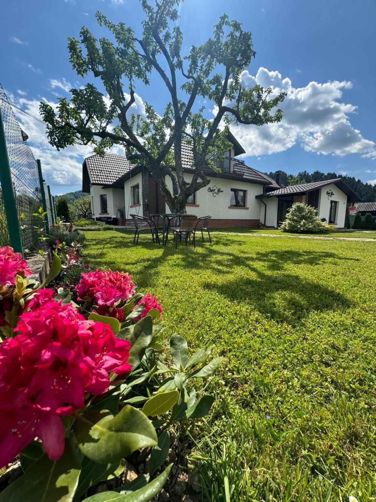 Chalet Bora Viseu de Jos Eksteriør bilde